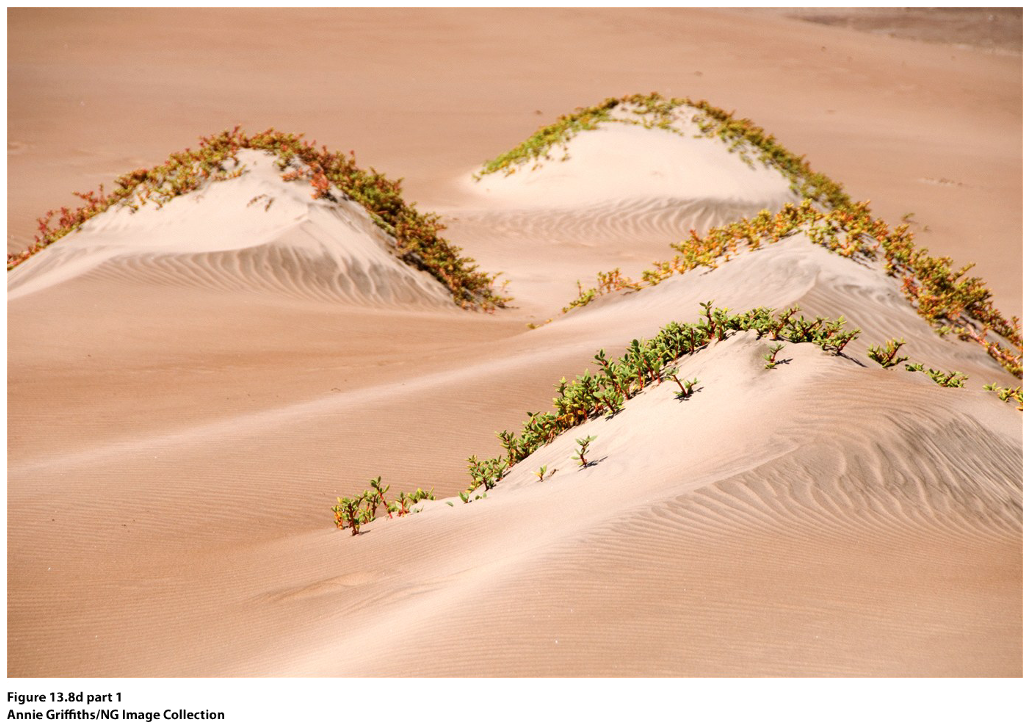 overvloedig veel zand met een vochtige windrichting. vegetatie houdt het zand vast. (nederlandse kustduinen)