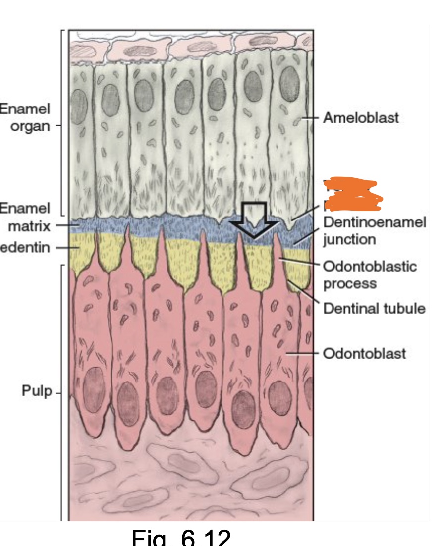 <p><span>The enamel matrix is directly secreted from <strong>__________</strong>, an angled distal part of each ameloblast that faces the fully disintegrated basement membrane, as there is group movement of the ameloblasts away from the basement membrane.</span></p>