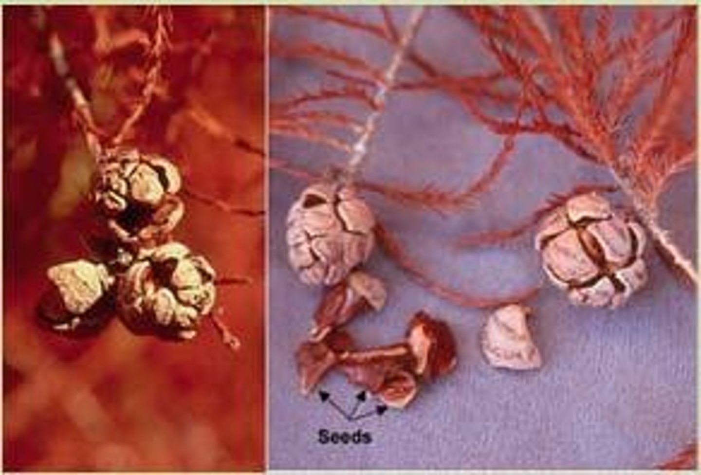 <p>Cones globular or obovoid, composed of peltate scales forming a woody sphere.</p>