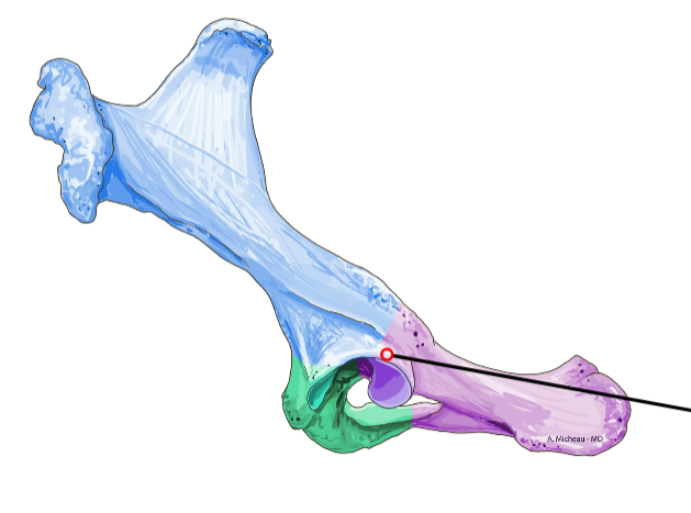<p>Deep socket formed by ilium, ischium, pubis; articulates with femoral head.</p>