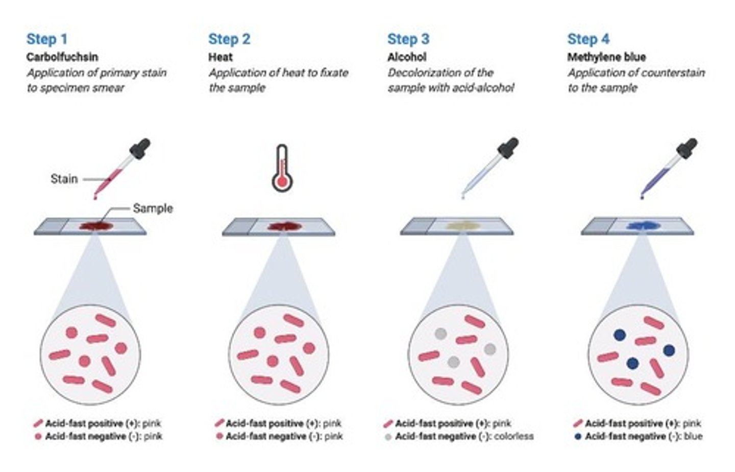 <p>It is used to identify bacteria like Mycobacterium that do not stain well with the Gram stain due to their cell wall structure.</p>