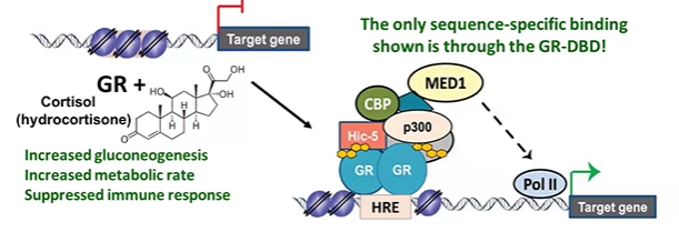 <ol><li><p>GR binds to HRE at promoter <strong>proximal sites </strong>or<strong> enhancers</strong></p></li></ol><ol start="2"><li><p>GR <strong>activator domain</strong> recruits coactivator with <strong>HAT</strong> activity</p></li><li><p>recruits <strong>mediator </strong>(MED1), which interacts with PIC at promoter.</p></li></ol><p></p>
