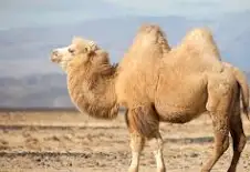 <p>where can you find camels</p>