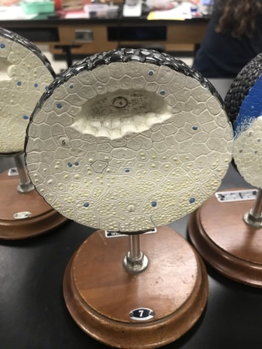 <p>For the following model, give the following:</p><p>1) stage of embryonic development</p>