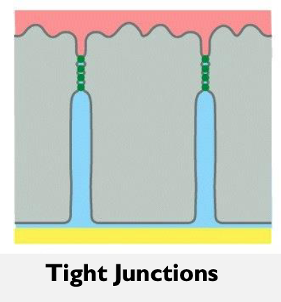 <p>Structures that connect cells together or allow communication</p><p></p><p><strong>Example:</strong><br>Intestines → keeps food/waste in gut from leaking into body.</p>