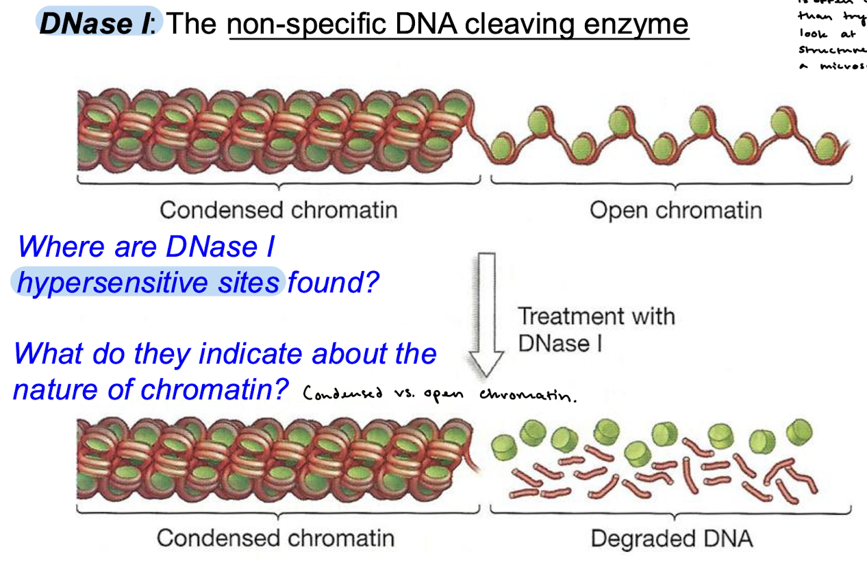 <p>DNase I hypersensitive sites</p>