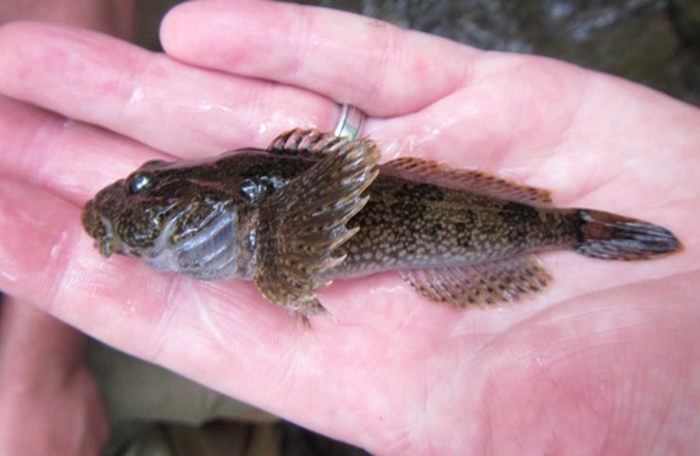 <p>Order Scorpaeniformes;</p><p>Sculpins;</p><p>-Body naked</p><p>-Big, frog-like face and mouth</p><p>-Strongly tapered (from above)</p><p>-Marine and freshwater</p><p>-70 genera, 282 species</p><p>-3 TN species</p>