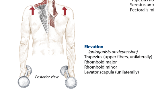 <p>Trapezius (upper fibers, unilaterally), rhomboid major, rhomboid minor, levator scapula (unilaterally)</p>