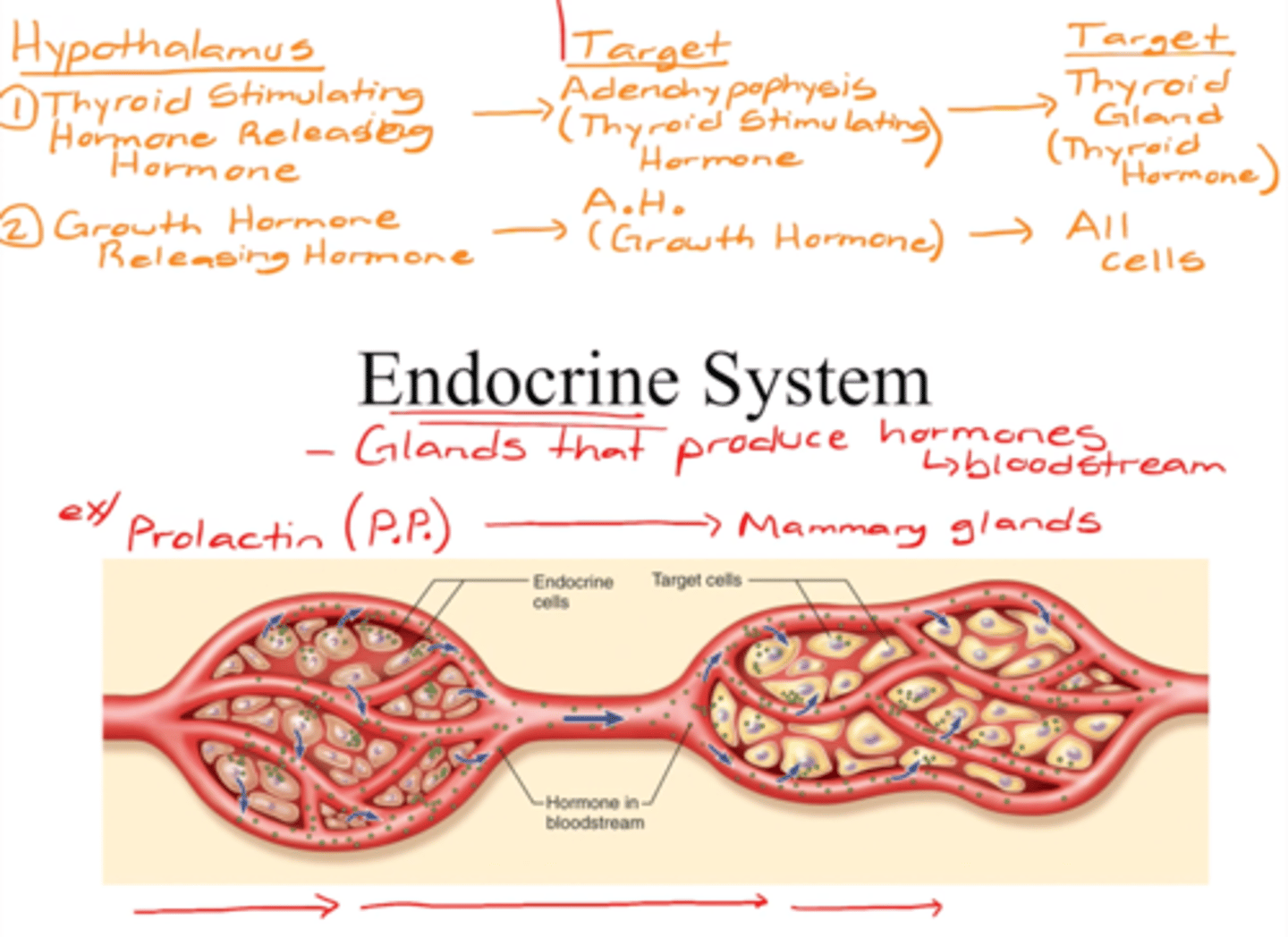 <p>- glands that produce hormones</p><p>- secretes into blood stream</p><p>(ex; prolactin (made by anterior pituitary gland) -> mammary glands</p>