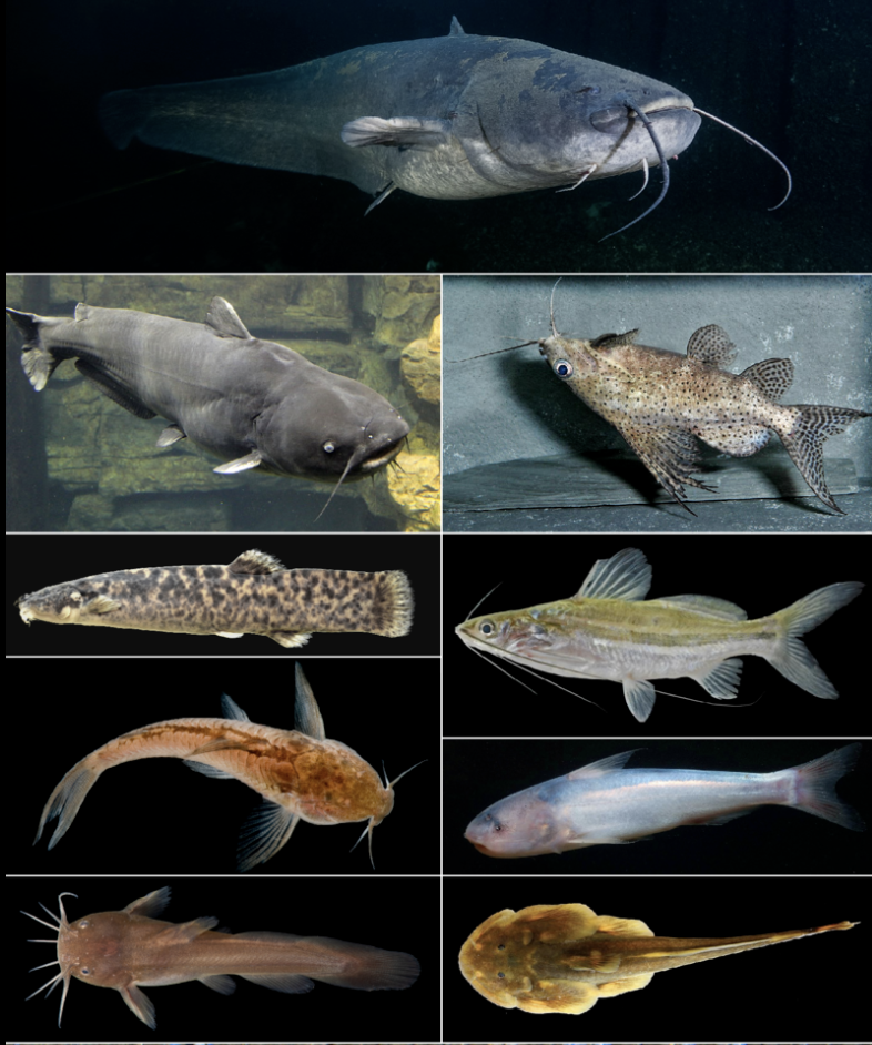 <p>catfishes</p><p></p><p></p><p>Key traits:&nbsp;</p><ul><li><p>4,100 spp</p></li><li><p>mostly freshwater, 1-4 pairs of barbels, # brachiostegal rays vary, most gave adipose fin, jaws not protrusible, some with venomous spines, reduced # of head bones, mostly benthic omnivores</p></li></ul><p></p>