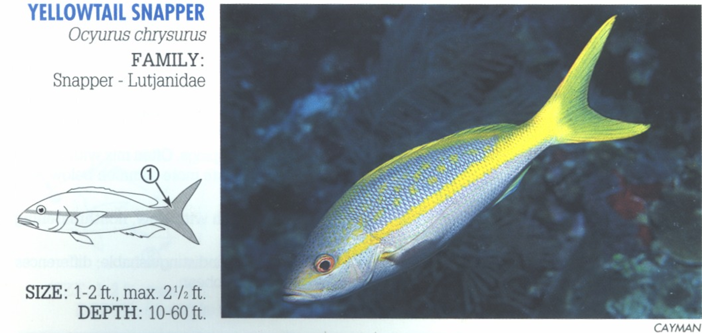<p><span>1. Brilliant yellow midbody stripe and tail.</span></p>