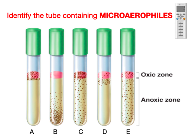 <p>what test tube contains microaerophiles?</p>