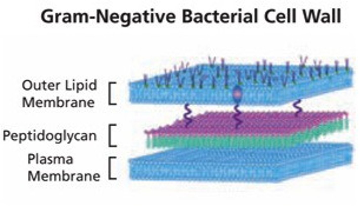<p>Thin layer of peptidoglycan</p><p>Cell membrane and another outer cell membrane</p>