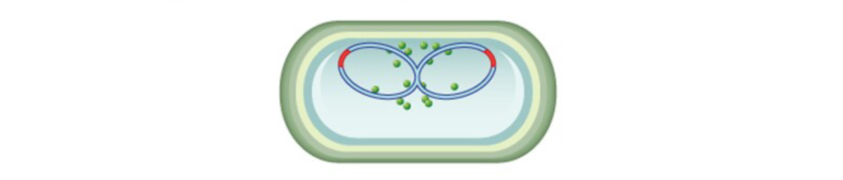 <p>Cell elongation, FtsZ protein moves to center of cell</p>