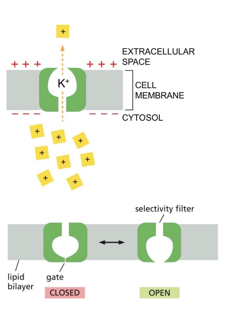 <ul><li><p>Hydrophilic pore across membrane</p></li><li><p>Most channel proteins are selective — transient interactions with the channel wall</p></li><li><p>ALL Passive transport</p></li><li><p>Faster than transporters</p></li></ul><p></p>