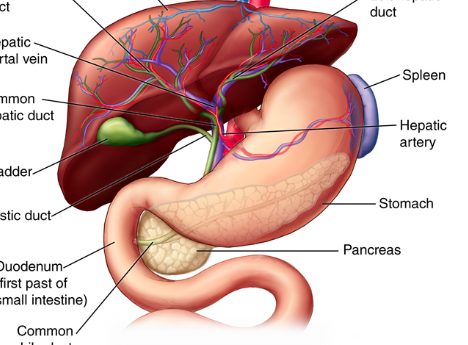 <p>what organ is it? what does it do? what system is it a part of?</p>