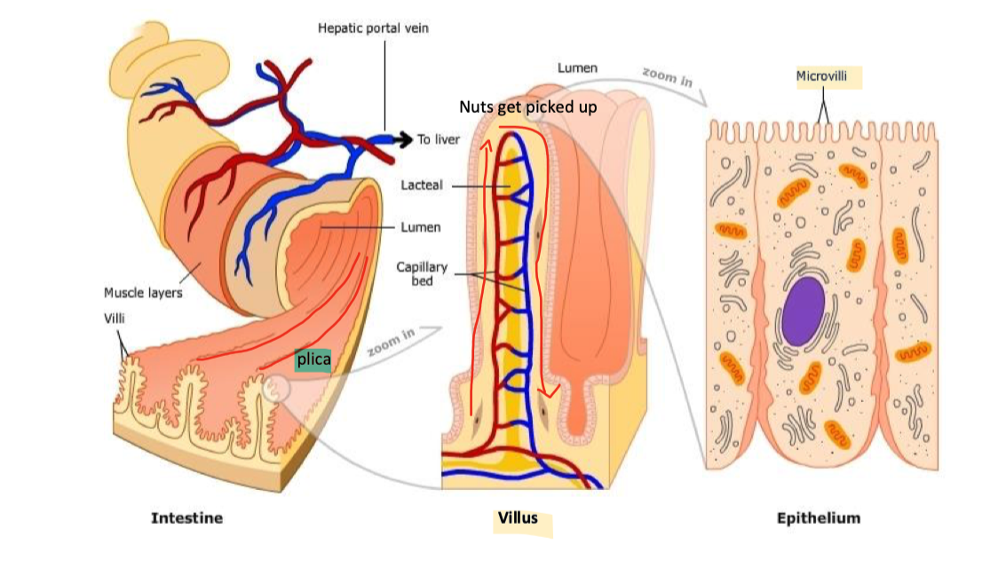<ol><li><p>plica</p></li><li><p>villli</p><ul><li><p>made of epithelial cells</p></li></ul></li><li><p>microvilli </p><ul><li><p>on epithelial cells that make up the villi </p></li></ul></li></ol><p></p>