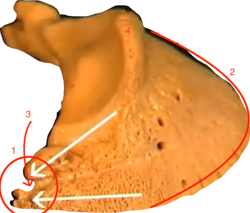 the border at number 2 is called...