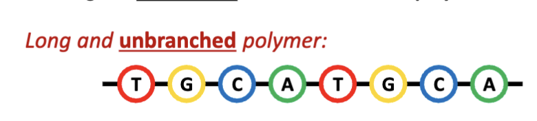 <p>Deoxyribonucleic acid (DNA) and ribonucleic acid (RNA) are long and <u>unbranched </u>biomacromolecular polymers. </p>