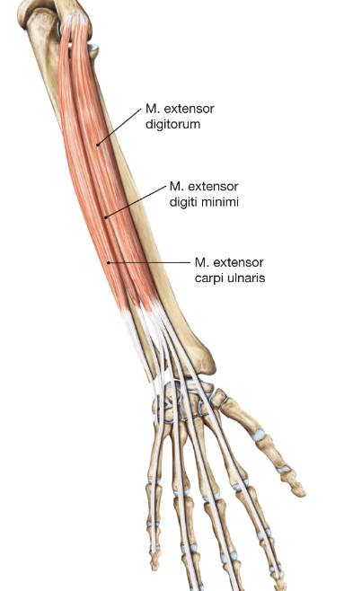 <ul><li><p>m. extensorum carpi ulnaris</p></li><li><p>m. extensor digitorum</p></li><li><p>m. extensor digiti minimi</p></li></ul><p></p>