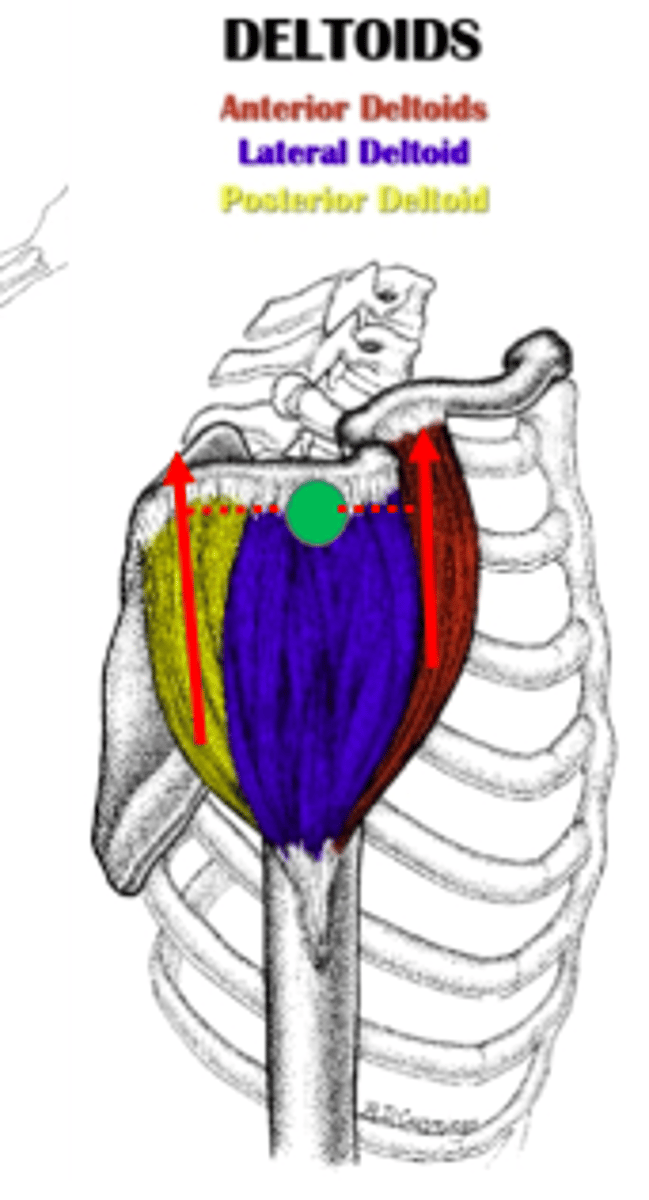 <p>Using this principle the anterior deltoids in front of the joint will _________ and the posterior deltoids behind the joint will __________?</p>