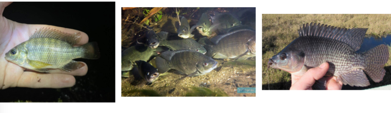 <p>blue tilapia</p><p>INVASIVE</p><p>lack bluegills distinct spots</p>