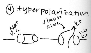 <p>Hyperpolarization</p><p>K+ voltage-gated channels close slowly, but K+ still exits so we overshoot our resting potential</p><p>cell more -</p>