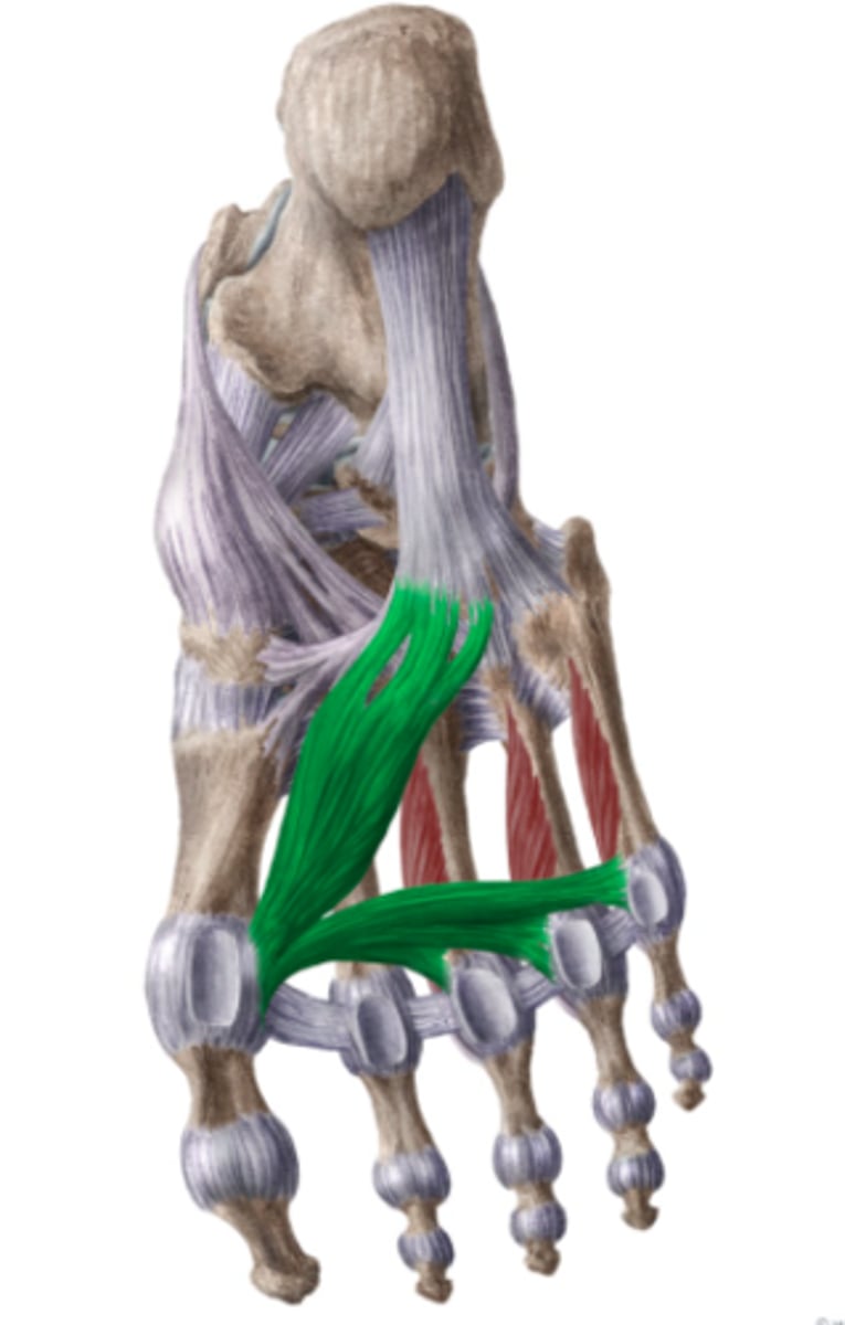 <p>O: processus medialis vh tuber calcanei, retinaculum musculorum flexorum en aponeurosis plantaris</p><p>I: mediaal sesambeentje vh MTP vd grote teen</p><p>W: -</p><p>flecteert mede de grote teen en</p><p>- abducteert hem weg vd 2de teen</p><p>- steunt het mediale longitudinale voetgewelf</p><p>inn: N. plantaris medialis</p>