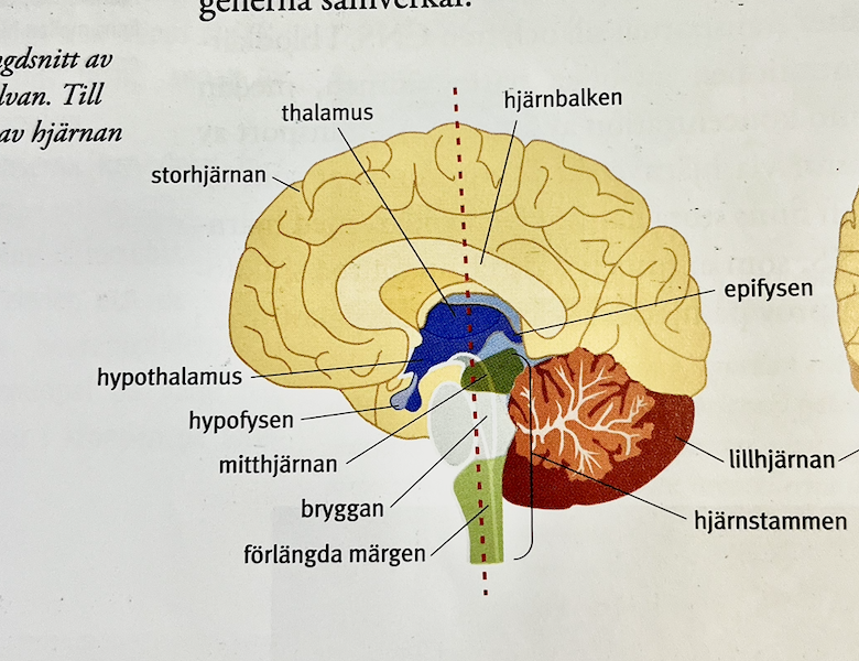 <ul><li><p>hjärnan</p></li><li><p>ryggmärgen</p></li></ul><p></p>