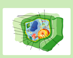<p><span style="font-family: docs-Roboto, Helvetica, Arial, sans-serif">Looking at the image below, classify the cell as Prokaryote, Eukaryote (animal) or Eukaryote (plant)&nbsp;</span></p>