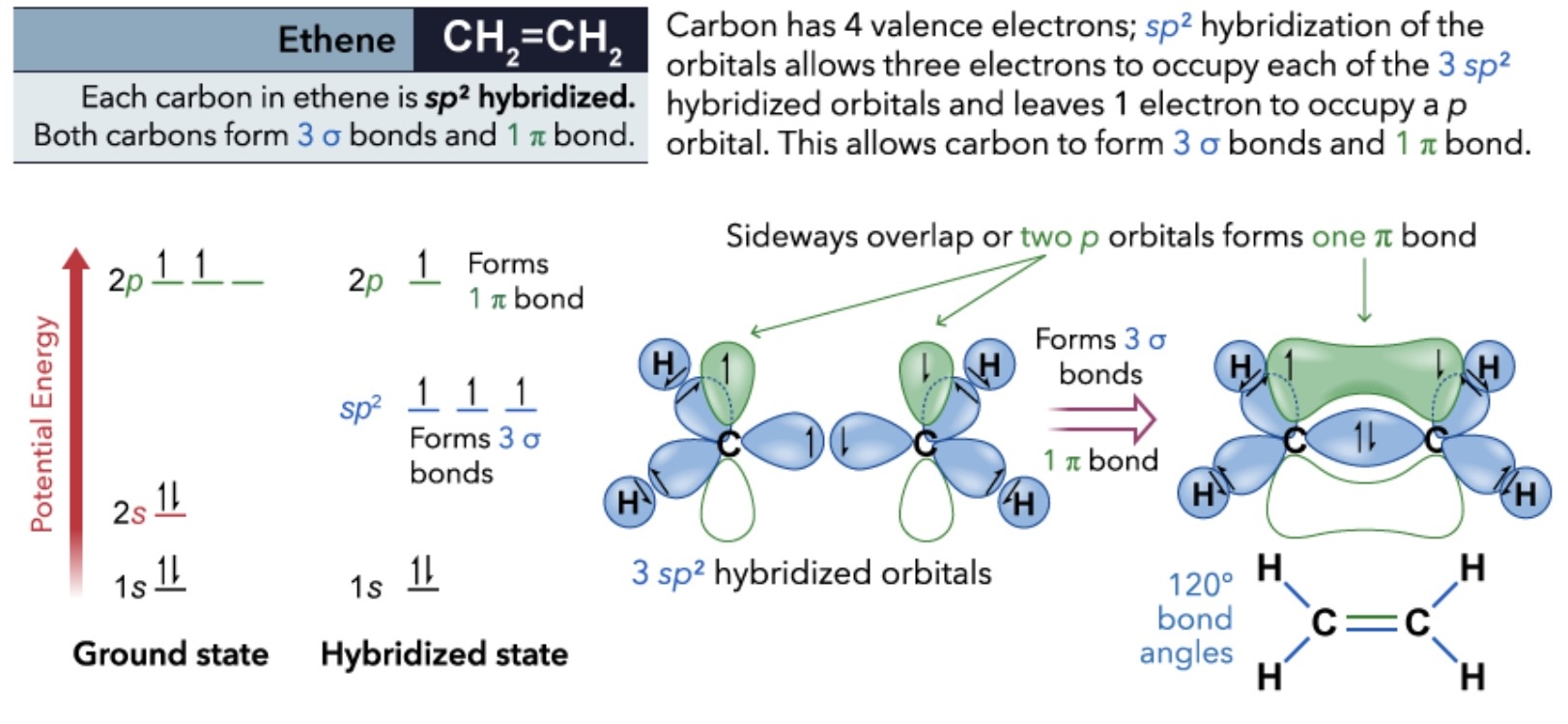 <ul><li><p>The C-C bond formed as a result of the C(sp2)-C(sp2) overlap is called a σ bond</p><ul><li><p>results from head-on overlap and has cylindrical symmetry</p></li></ul></li><li><p>The second C-C bond is called a π bond and results from the side-on overlap of the remaining, unhybridized 2p orbital in each C atom </p></li></ul><p></p>