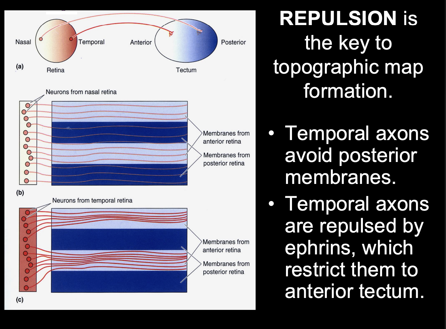 <ol><li><p>when ephrin-A2 is virally over-expressed at high levels throughout the tectum</p><ul><li><p>→ <strong>temporal retinal axons fail to make terminal projections into the tectum</strong></p></li></ul></li><li><p>When under-expressed (ephrin-A5 knockout)</p><ul><li><p>→ <strong>ectopic</strong> arborisations of termporal retinal axons in the <strong>posterior</strong> part of the tectum</p></li><li><p>i.e no longer being repelled from the posterior</p></li></ul></li></ol><p></p>