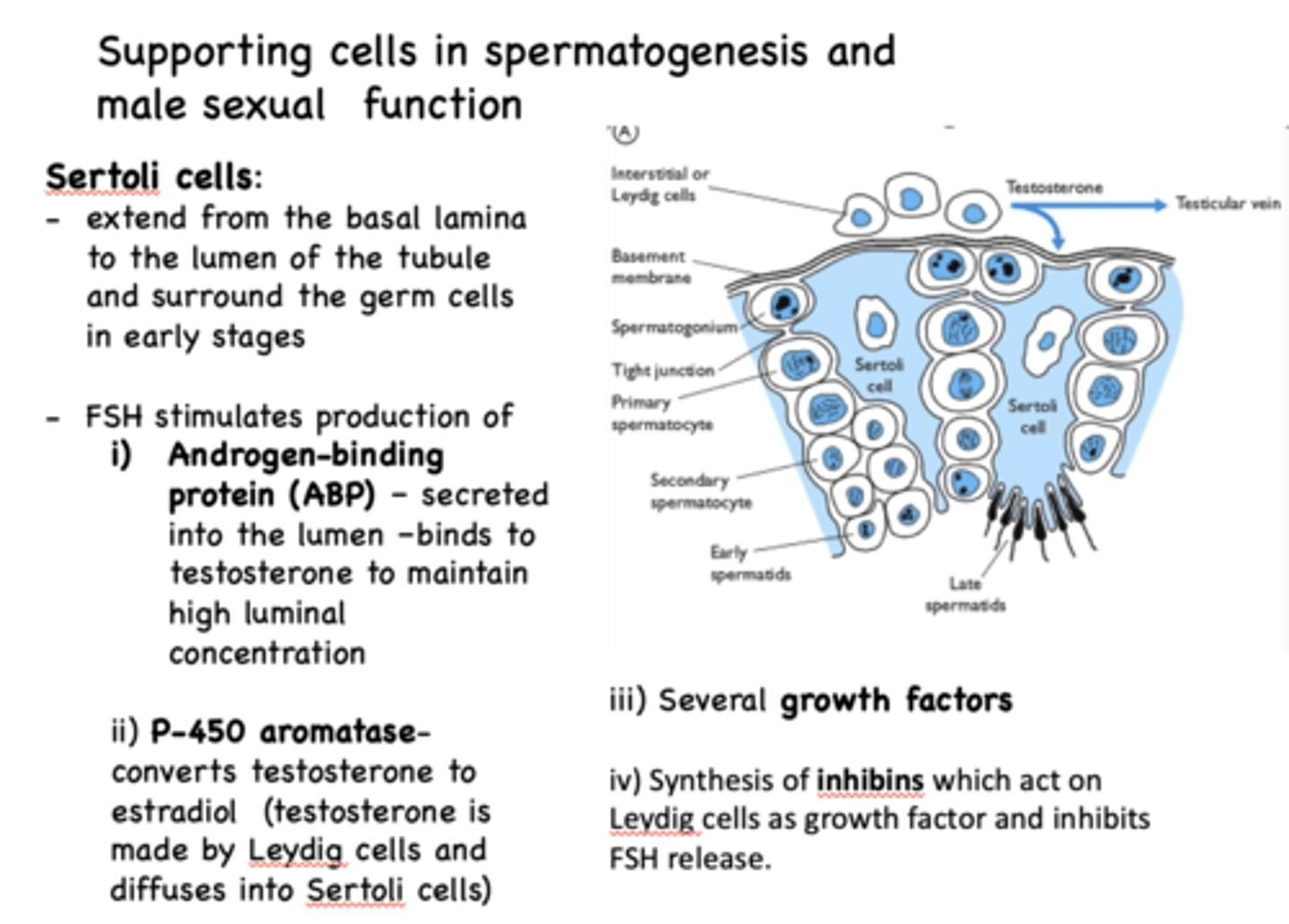 <p>Sertoli cells</p>