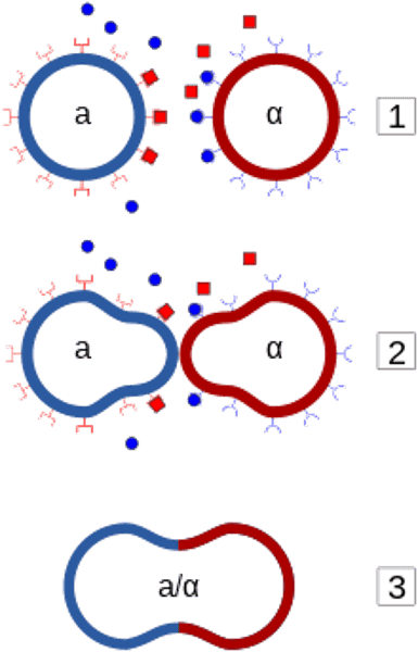 <p>signaling molecule secreted by yeast cells to communicate to nearby yeast cells that they are available to mate; two mating types are "a" and "alpha"</p>