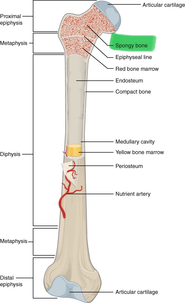 <p>Makes up epiphysis; has air spaces where red bone marrow is found. Somewhat flexible</p>