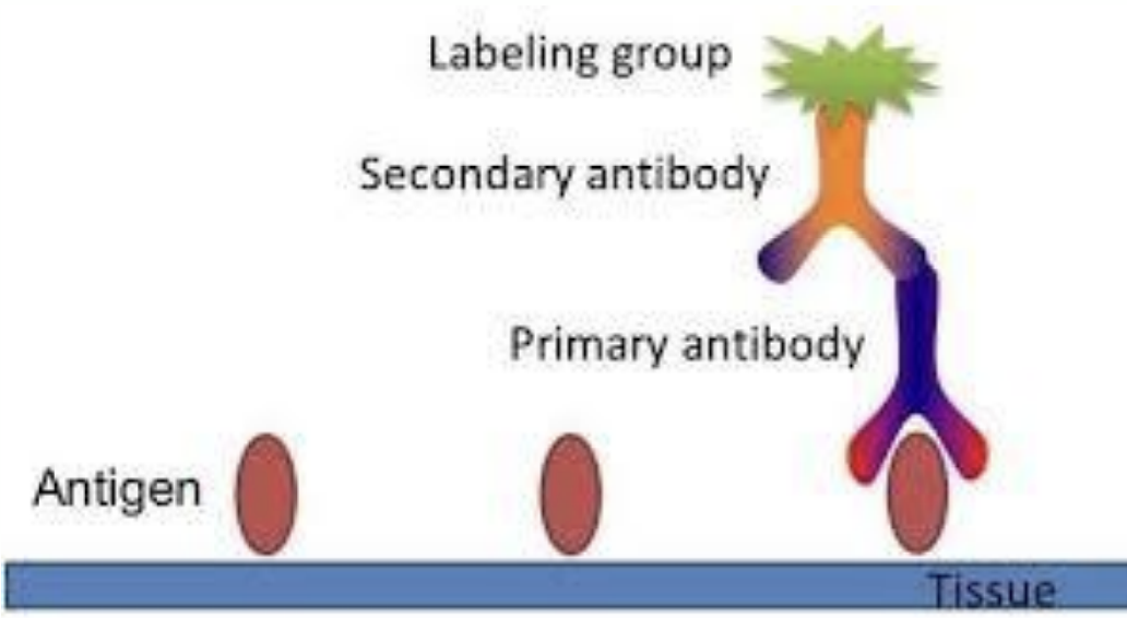<p>use antibodies to bind to tissue-specific substance, and a second labelled antibody to bind to the first</p><p>label can be coloured dye or fluorescent marker</p><p>get the actual pic</p>