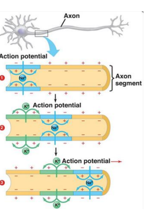 <ul><li><p>Influx of positive sodium/Na+ ions depolarizes the membrane at this region </p></li><li><p>these Na+ ions will diffuse to the neighboring areas triggering APs down the axon</p><p>→ causing depolarization of the membrane ahead of the AP </p><p>→ causes Na+ channels along this part of the membrane to open </p><p>→ again Na+ ions rush in &amp; another AP occurs (De- &amp; Repolarization) </p><p>→ Na+ ions diffuse to neighboring areas …</p></li></ul><p></p>