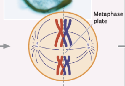 <ul><li><p>Initiated when homologous pairs of chromosomes align along the plate.</p></li><li><p>A microtubule from one spindle pole attaches to one chromosome of a homologous pair, and a microtubule from the other pole attaches to the other member of the pair</p></li><li><p>diploid 92</p></li></ul><p></p>