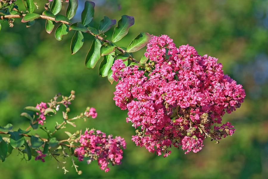 Crapemyrtle