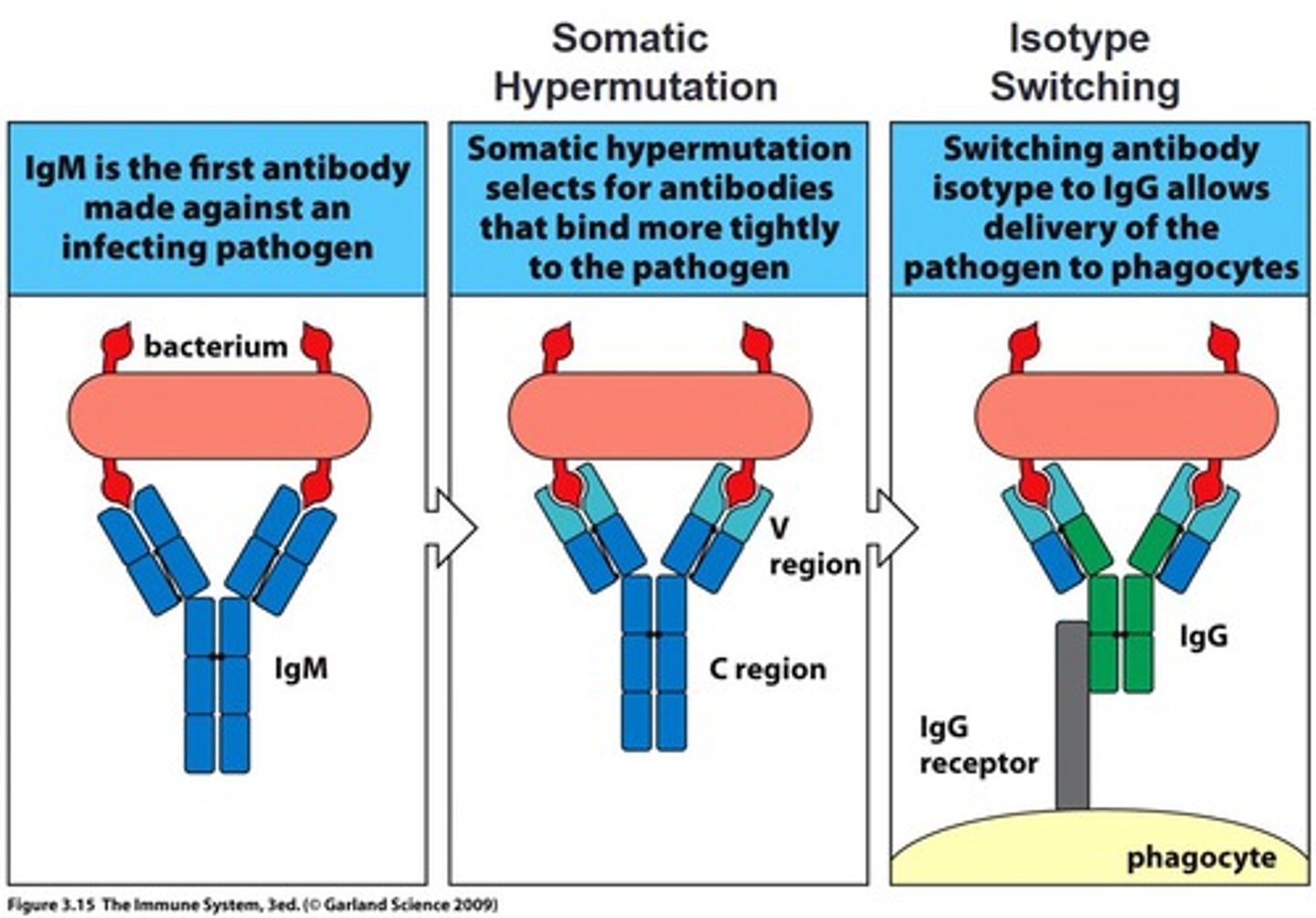 <p>The increase in affinity of the antigen-binding sites of antibodies for the antigen that occurs during the course of an adaptive immune response due to selective pressure as antigen levels decrease and somatic mutations occur.</p>