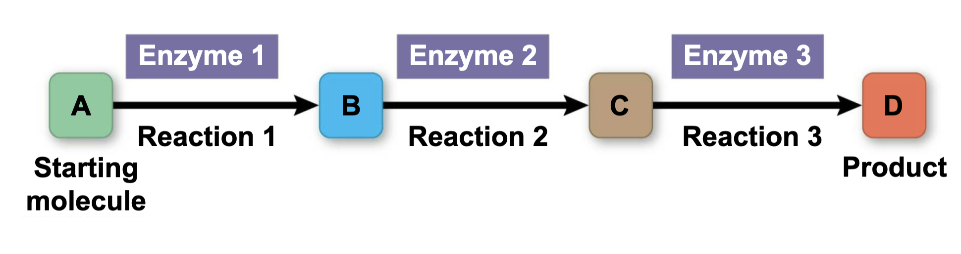 <p>Each step of metabolism is catalyzed (caused or accelerated) by a one specific ____.</p>