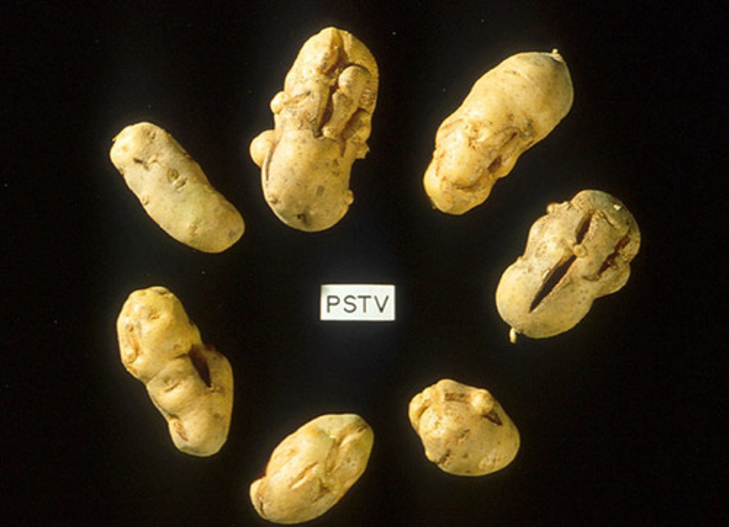 <p>cause errors in the</p><p>regulatory systems</p><p>of plant growth</p>