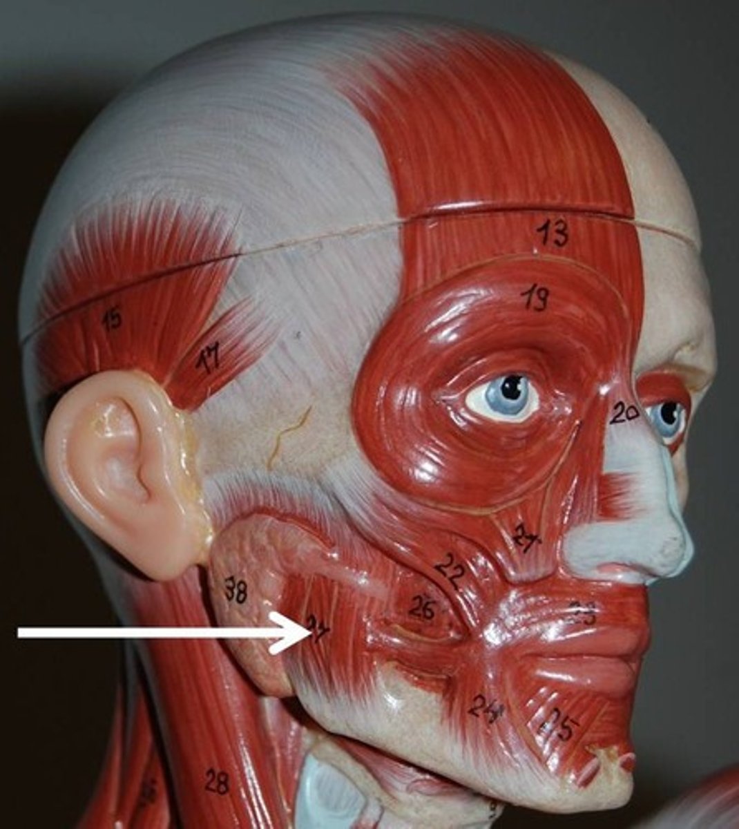 <p>Elevates mandible</p>