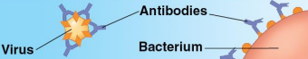<p>Defensive proteins</p>