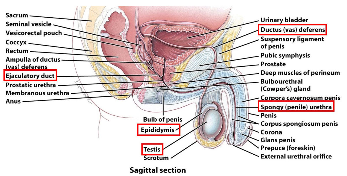 <ul><li><p>Seminiferous tubules → ductus epididymis → ductus (vas) deferens → ejaculatory ducts → urethra</p></li></ul><p></p>
