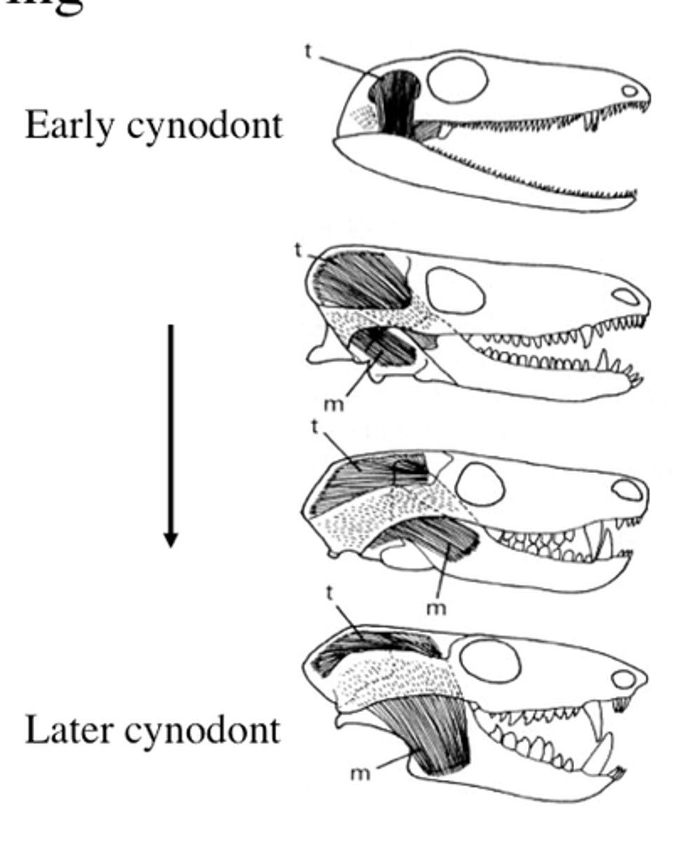 <p>The function of a structure and its role in adaptation and evolution.</p>