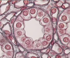<p>single layer of cube shaped cells</p><ul><li><p><strong>secretion and absorption</strong></p></li><li><p>located in ducts and secretory portions of small glands, <strong>kidney tubules</strong>, ovary surface</p></li></ul><p></p>