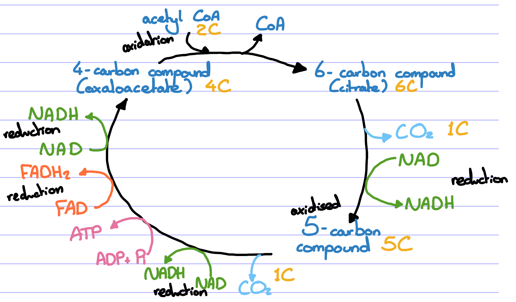 <ul><li><p>Acetyl CoA (2C) combines with oxaloacetate (4C) to form Citrate (6C).</p></li><li><p>Coenzyme A is released to be reused in the link reaction.</p></li><li><p>Citric acid (6C) is decarboxylated and oxidised (NAD to NADH) to form an intermediate 5C compound.</p></li><li><p>The compound is again decarboxylated and oxidised to produce 1 molecule of ATP, 2 NADH molecules and 1 FADH2 molecule.</p></li><li><p>Oxaloacetate is regenerated ready to combine with another acetyl CoA.</p></li></ul><p></p>