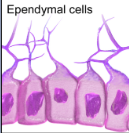 <p>What do Ependymal cells do and in what nervous system are they in?</p>