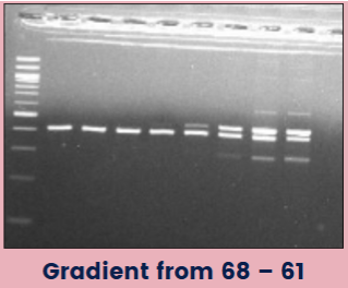 <ul><li><p><u>Too low</u>: products are more nonspecific; primers bind to things they aren't supposed to--bind randomly to sequences that aren't perfectly complementary</p></li><li><p><u>Too high</u>: primers can't bind</p></li><li><p>Gradient protocols: programming the thermal cycler for a range of temperatures across the heat block, allowing for the ID of optimal annealing temperature</p></li></ul><p></p>